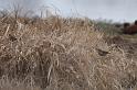 Red-winged Blackbird females 011709